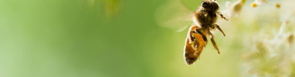 A bee in a flower
